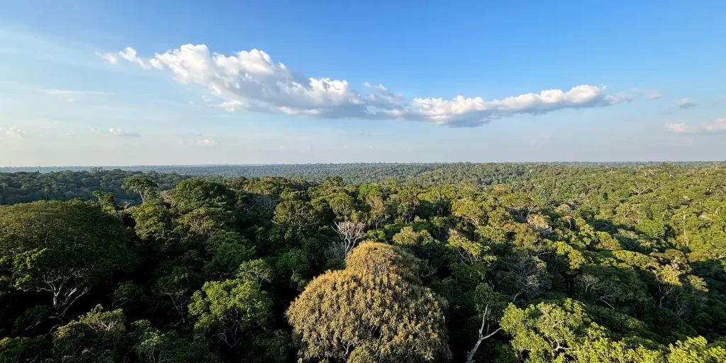 Queda do desmatamento na Amazônia e no Cerrado evitou emissões equivalentes às do Japão, diz ministro